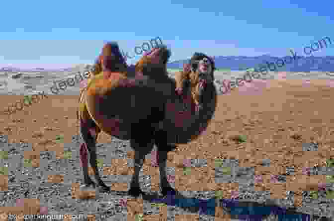 A Bactrian Camel Walks Through The Gobi Desert. Life In The Gobi Desert (Penguin Young Readers Level 4)