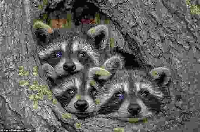 A Family Of Mischievous Raccoons Entering A Large, Dark Rabbit Hole In The Willow Creek Forest Puppies And Portals (Raccoons And Rabbit Holes 4)