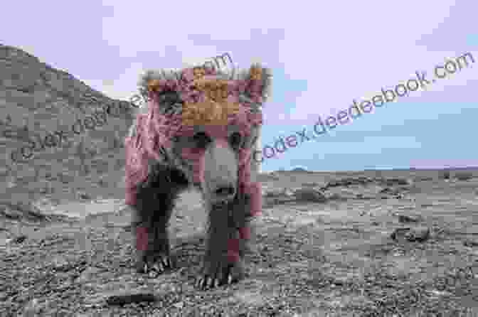 A Gobi Bear Forages For Food In The Gobi Desert. Life In The Gobi Desert (Penguin Young Readers Level 4)