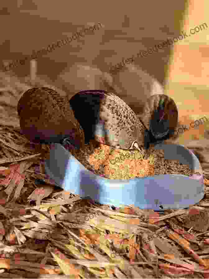 A Photo Of A Bowl Of Quail Feed. Quails 202: The Most Asked Questions And Answers On Raising Healthy Highly Productive Quail