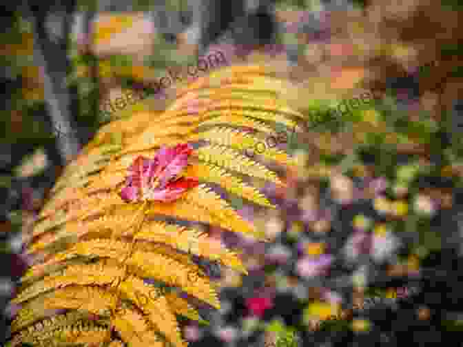 Annie Autumn's Vibrant Fall Foliage Annie S Autumn Escape: A Laugh Out Loud Romantic Comedy With A Twist