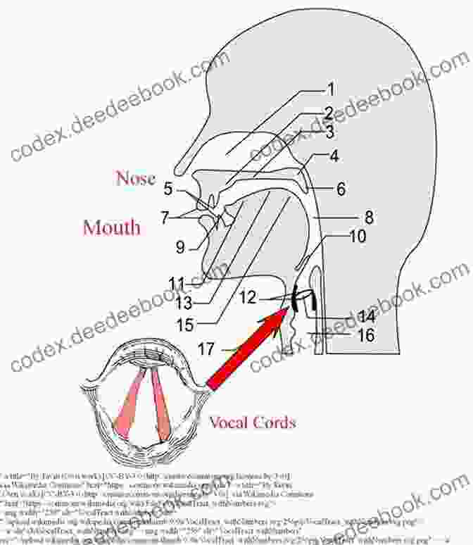Diagram Illustrating Proper Breathing, Posture, And Vocal Cord Anatomy How To Improve Your Singing Voice: Complete Step By Step Singing Program