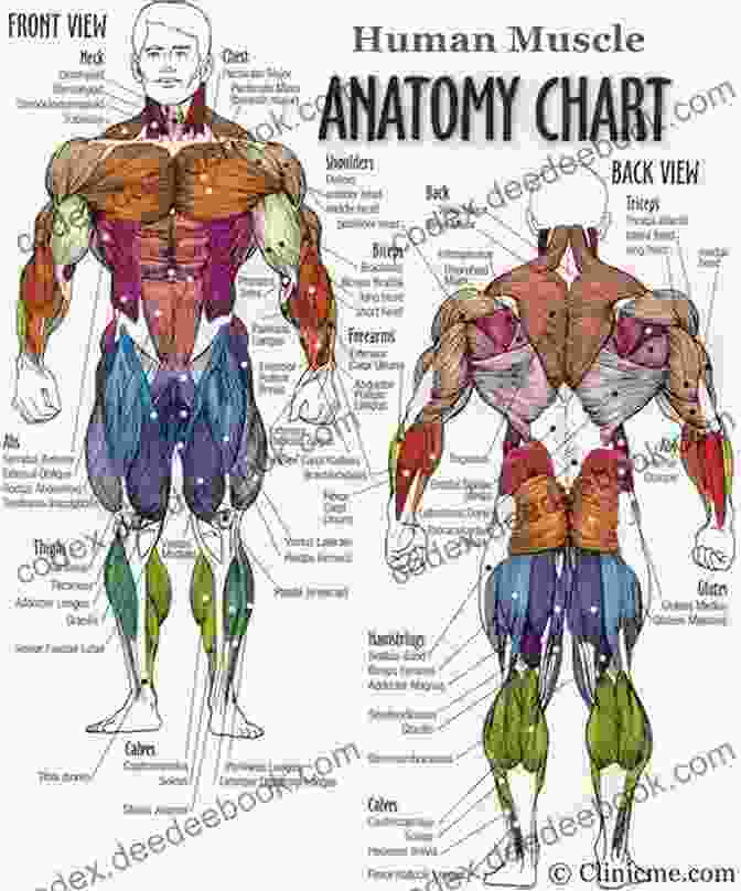 Diagram Of Human Muscle Groups Basic Anatomy For The Manga Artist