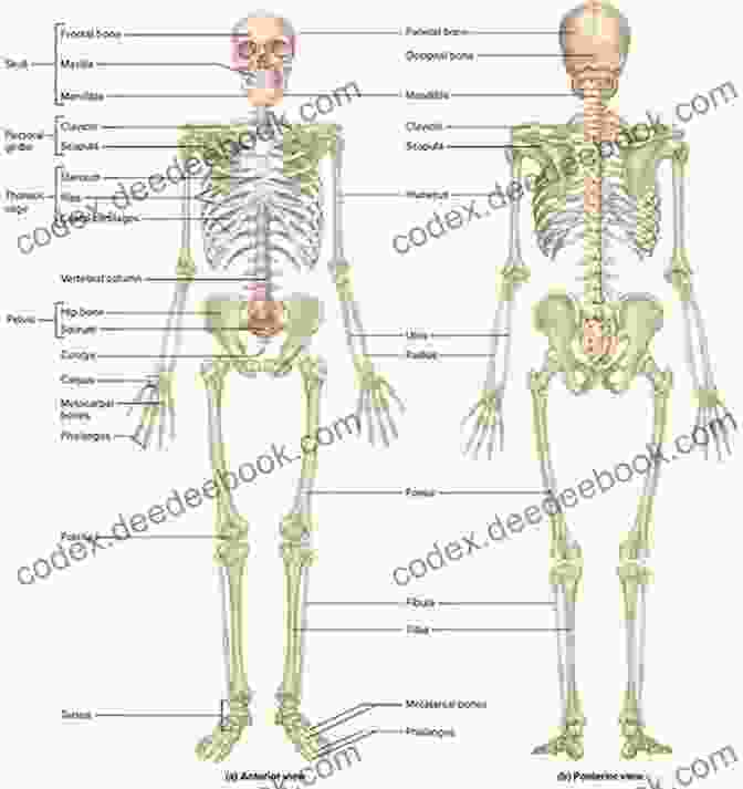 Diagram Of Human Skeletal Structure Basic Anatomy For The Manga Artist