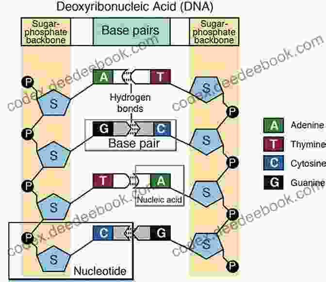 DNA Replication DNA GCSE Student Guide (GCSE Student Guides)