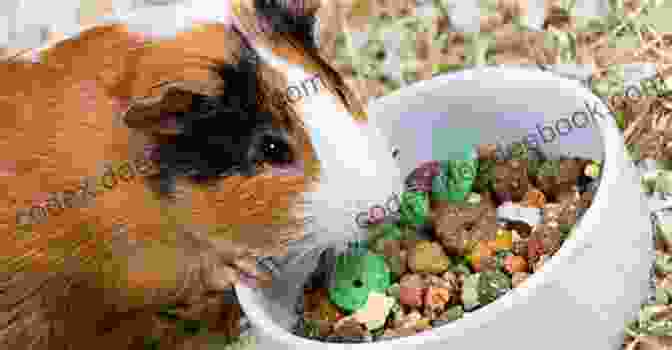 Guinea Pig Eating Breakfast From A Bowl Guinea Pig For Breakfast: A Rich Tapestry Of Tragedy Hope And Love In Ecuador (Guinea Pig 1)