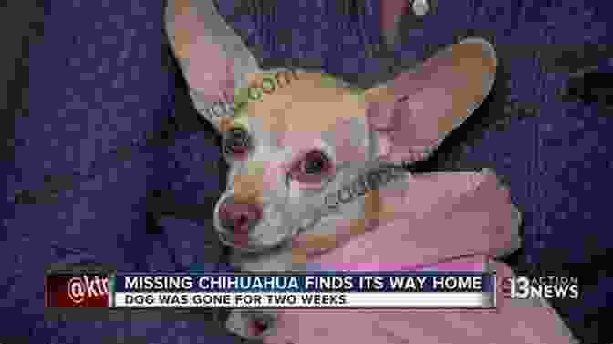 Hope, The Chihuahua Who Found Her Way To A New Life Lost Souls: Found Inspiring Stories About Chihuahuas