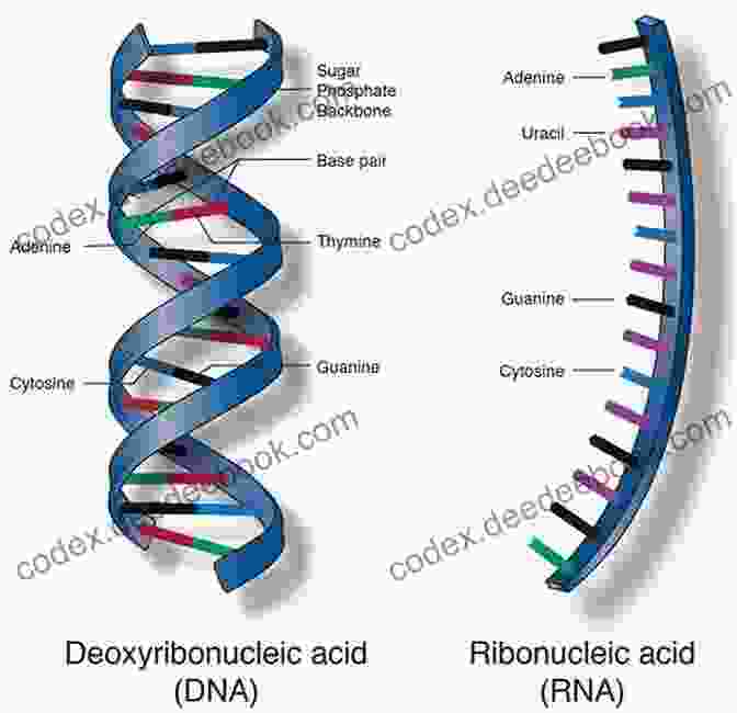 Image Of A Nucleic Acid Molecule Examining Basic Chemical Molecules (Building Blocks Of Life)