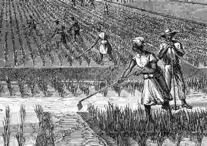 Rice Was A Major Crop In South Carolina Before The Civil War. The State's Rice Plantations Were Some Of The Most Productive In The World. Lowcountry Confederates: Rebels Yankees And South Carolina Rice Plantations (More Tales From Brookgreen)